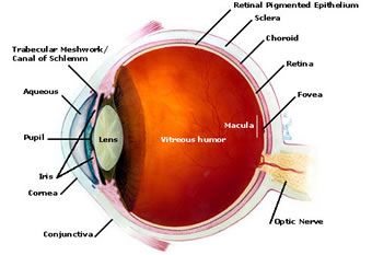 anatomy of eye